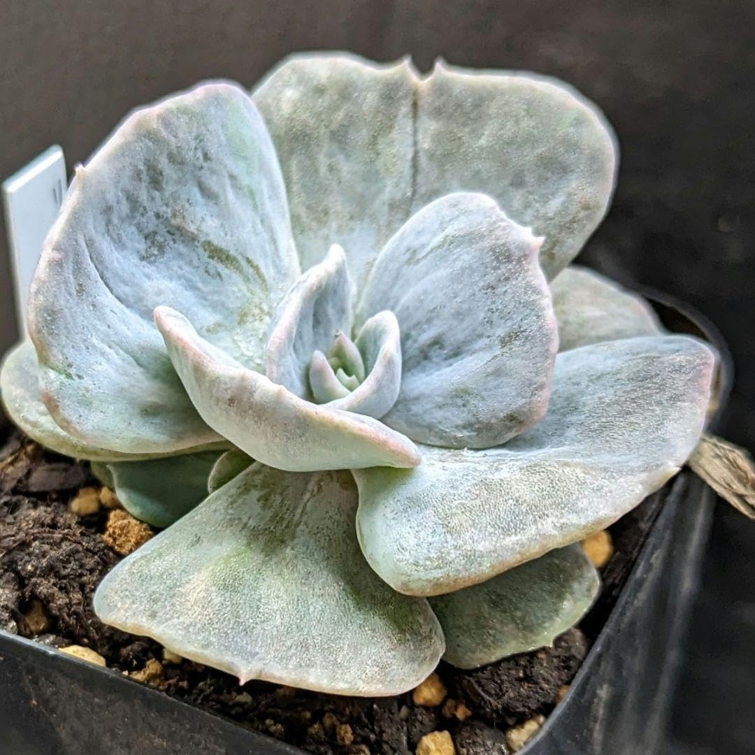 Amazon.co.jp: レア多肉植物シリーズエケベリアリラシナ錦inわけけのお